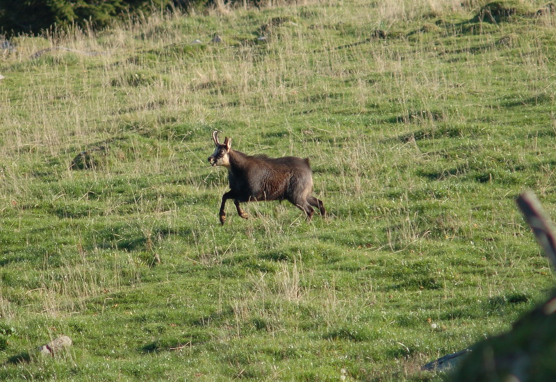 Chamois sur le Suchet