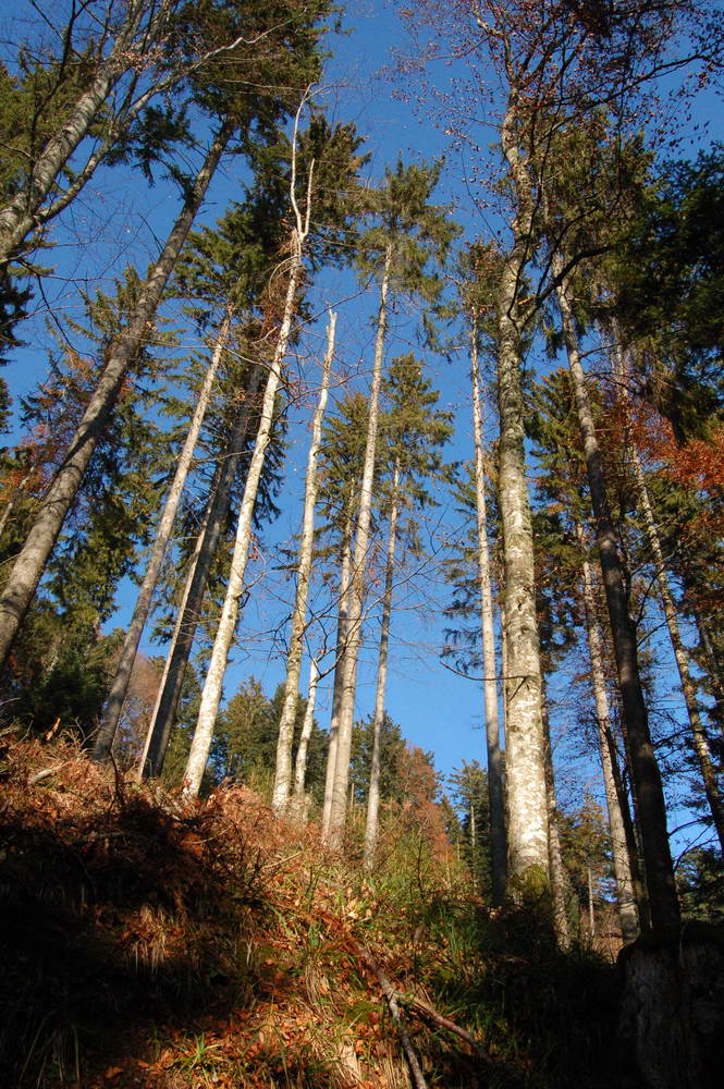 La forêt du Suchet en automne