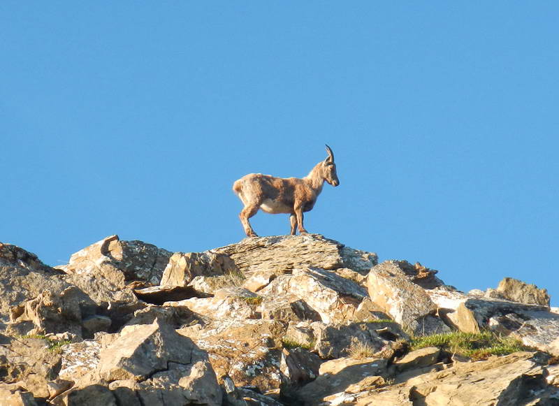 La nature dans la réserve naturelle du Muveran